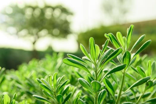 Green plant in large scale on a light background with a bokeh