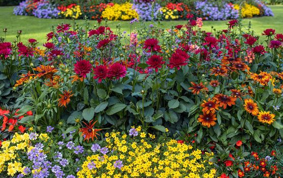 Colorful flowers in the garden, beautiful flowrs farm in summertime season