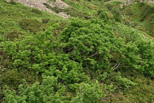 Wild grass and trees on highland meadow at the slop of the mountain view from above