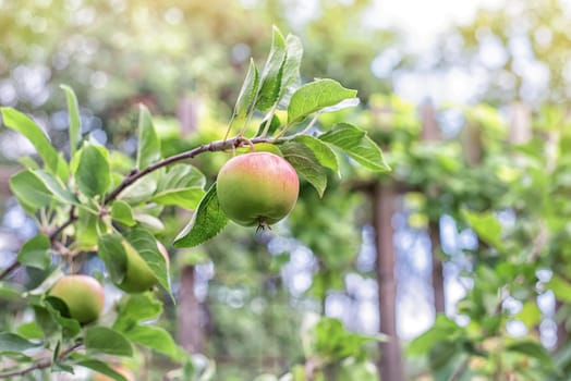 Green fresh apple with on branch of an apple in a garden