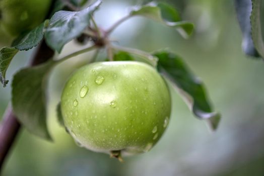 Green fresh apple with water drops on an apple tree branch