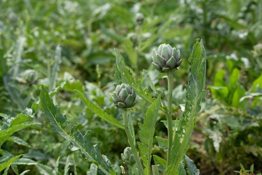 Fresh green two flowers head artichoke growing in a garden, it is a vegetables for a healthy diet