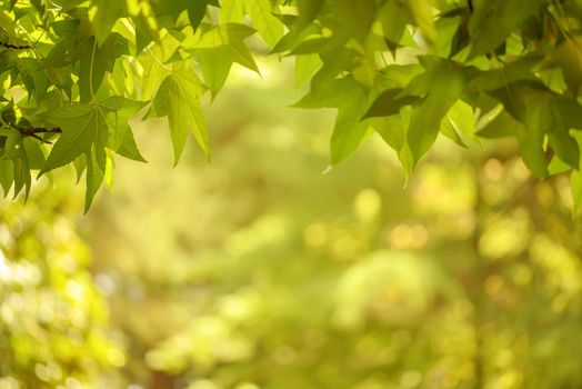 Green background from leaves and maple tree in the sunny autumn day