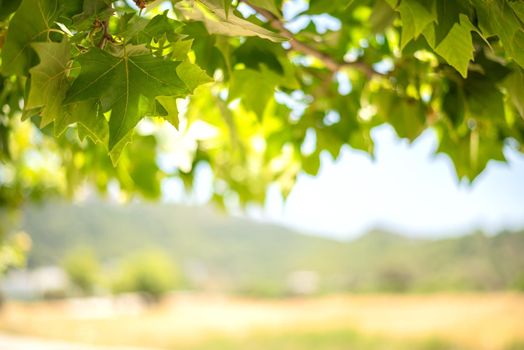 Green background from leaves and maple tree fruits in the sunny day