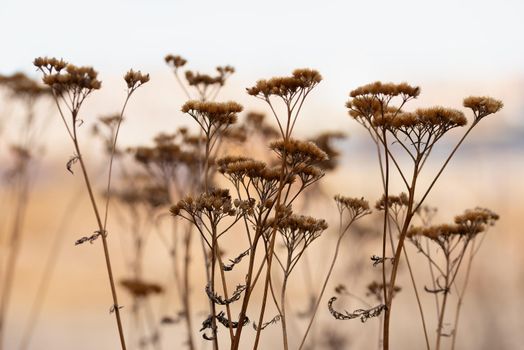 Silhouettes of dry umbellate plant in the sunset sun