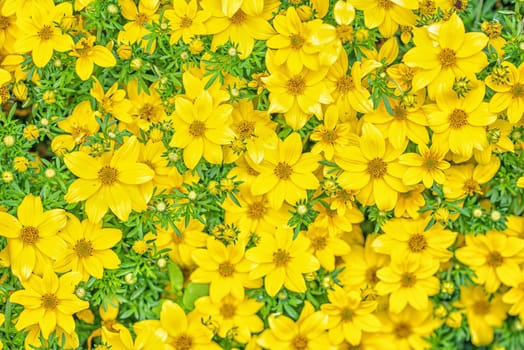 Flat lay background from a bed of small spring garden yellow flowers