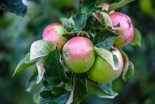 Green fresh apple with water drops on an apple tree branch