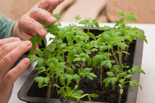 Close-up hands of an elderly woman touch and examine tomato seedlings. The concept of agriculture, farming, growing vegetables. Young green seedlings of vegetable plants.