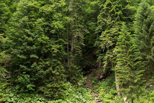 Subtropical rain green forest with many evergreen trees