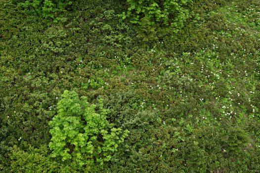 Wild grass and trees on highland meadow at the slop of the mountain view from above