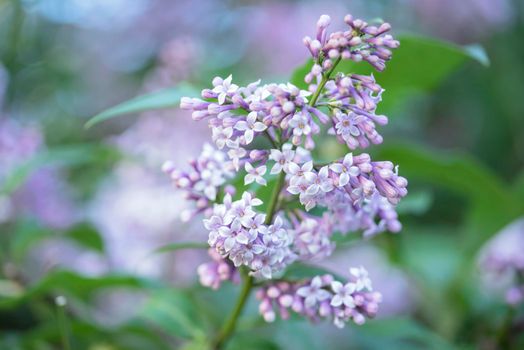 Flowers of a lilac with green leaves background with light bokeh