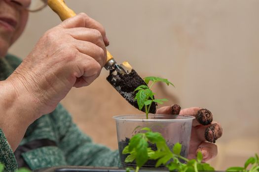 Close-up of female hands with a spatula plant a tomato sprout in a pot with soil. The concept of agriculture, farming, growing vegetables. Young green seedlings of vegetable plants.