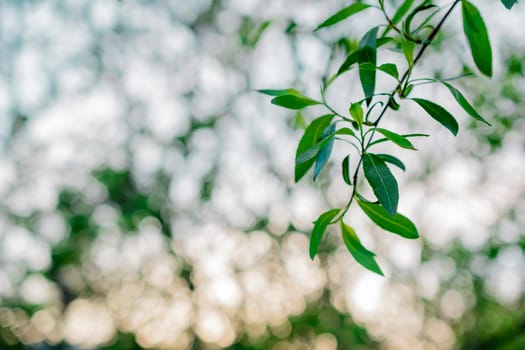 Green leaves with bokeh on the branch background