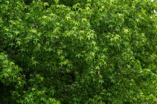 Repeating pattern from green fresh leaves of a plane tree