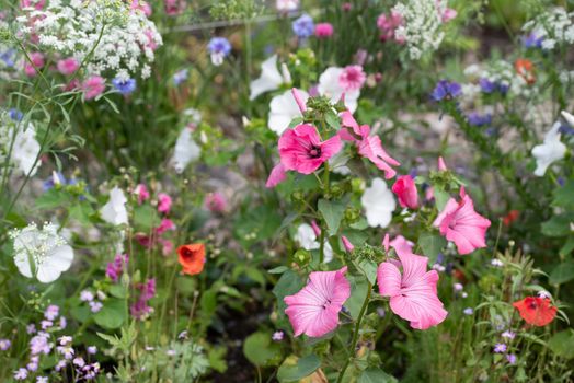 Colorful bright meadow flowers, selective focus on pink flower