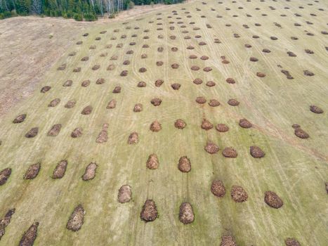 Round piles of manure lie beautifully in even rows in the field before sowing. Application of organic fertilizers in spring and autumn. The concept of working in agriculture for doing business and making a profit.