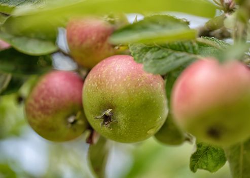 Green with red side fresh apple with water drops on an apple tree branch