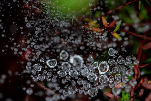 the macro photo of a spider web with dewdrops