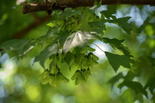 Green background from leaves and maple tree fruits in the sunny summer day