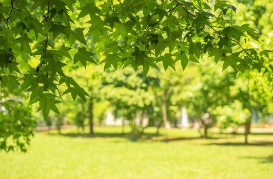 Green background from leaves and maple tree in the sunny autumn day