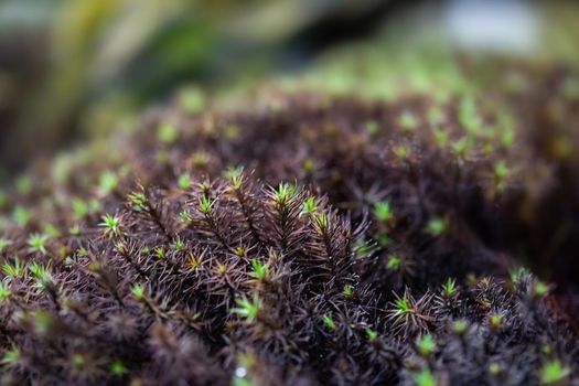 Close-Up Of Fresh green Moss in the greenhouse on a blurred background with selective focus. The picture was taken in the botanical garden. Moscow, Russia.