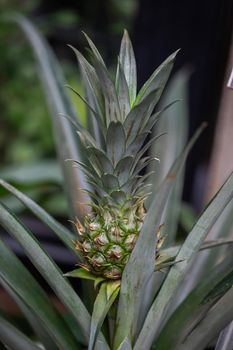 Pineapple tropical fruit growing in in the greenhouse on a blurred background with selective focus. Delicious tropical fruit. Farming and industrial agriculture concept.