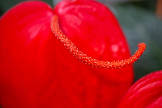 closeup of view of red flower revealing male and female reproductive organs stamen and pistil on a blurred background with selective focus.