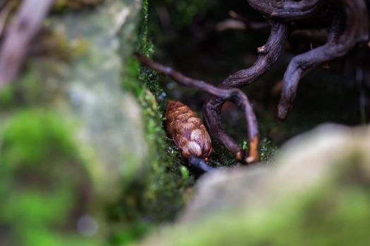 Close-Up Of Fresh green Moss in the greenhouse on a blurred background with selective focus. The picture was taken in the botanical garden. Moscow, Russia.