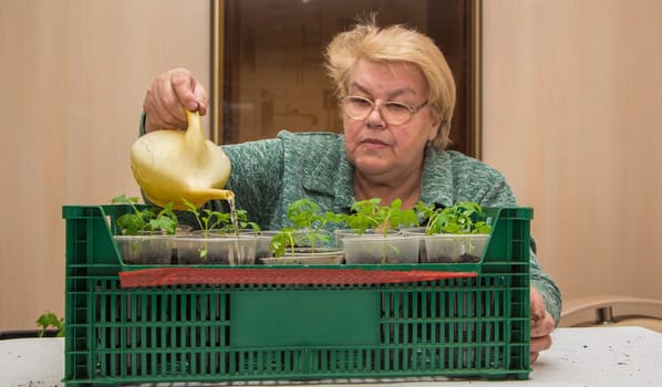 An elderly woman pours tomato seedlings in pots from a watering can. The concept of agriculture, farming, growing vegetables. Young green seedlings of vegetable plants.