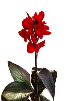 Beautiful scarlet flower with large green and purple leaves