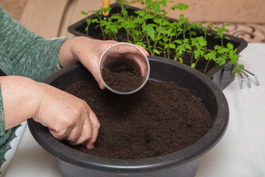 Close-up of female hands scoop compost into a pot for seedlings. The concept of agriculture, farming, growing vegetables. Young green seedlings of vegetable plants.