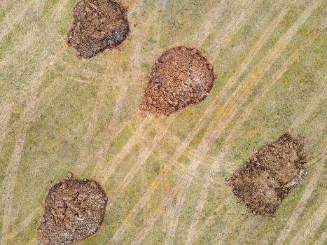 There are round, large heaps of manure in the field, aerial photo. Application of organic fertilizers in spring and autumn. The concept of working in agriculture for doing business and making a profit