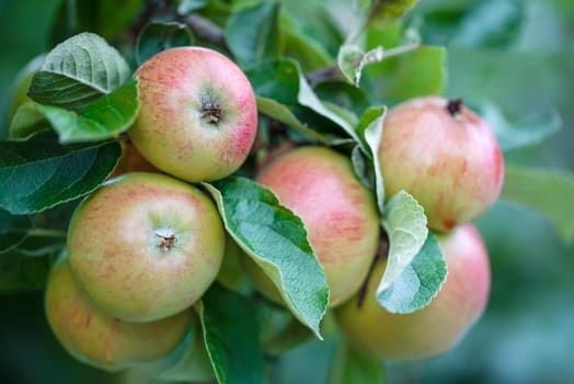 Green fresh apple on an apple tree branch in the orchid