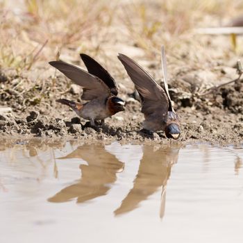 Cliff swallows, Hirundo pyrrhonota, collecting wet mud for building their mud nest colony