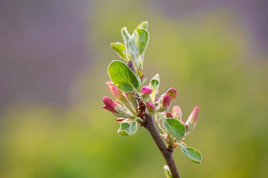 Pink-white blossoming apple tree flower buds with green leaves. There is copy space. Beauty in nature, flowering plant in spring or summer. Defocusing the background.