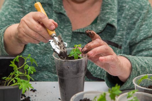 Close-up of female hands planting a tomato sprout in a pot with soil. The concept of agriculture, farming, growing vegetables. Young green seedlings of vegetable plants.
