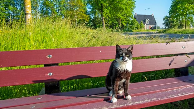 Back and white cat posing on a bench in the countryside from the Netherlands