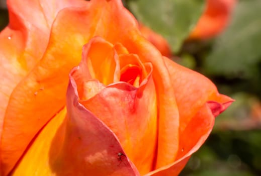 orange roses in the garden with raindrops close up