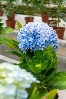 Blooming hydrangea flowers in a plant store in Asia.