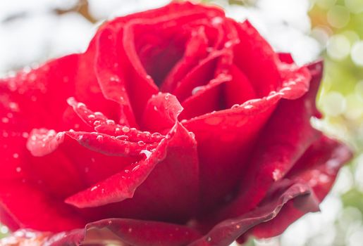 red rose in garden raindrops, close up macro