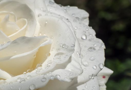 white roses in the garden with raindrops, macro