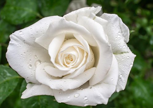 white roses in the garden with raindrops, macro