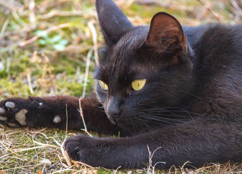 Close Up Of A Black Cat Lying On The Grass