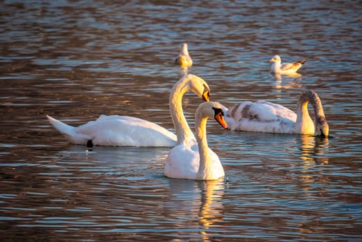 Beautiful View Of A Graceful Swan In Lake