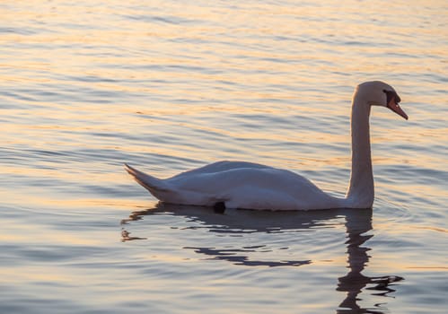 Beautiful View Of A Graceful Swan In Lake