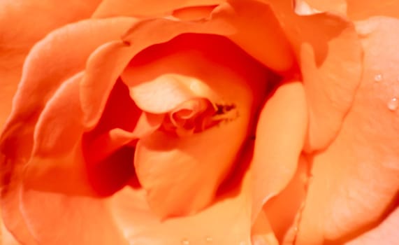 orange roses in the garden with raindrops close up