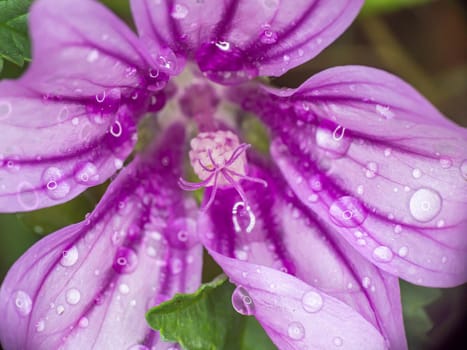 Purple flowers in the garden raindrop wet, macro