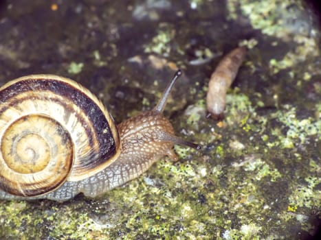 snail close up in the garden macro