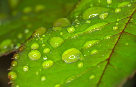 macro green leaf rain drop, close up