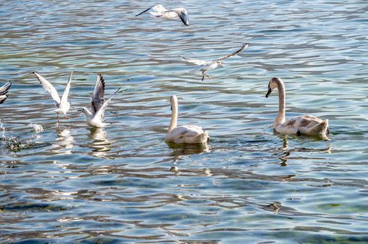 Beautiful View Of A Graceful Swan In Lake